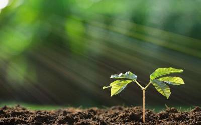 Soil Analysis: The Foundation of Smart Agriculture